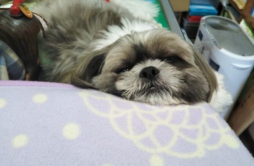看板犬モコ