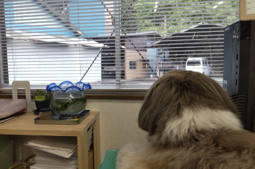 野田建設看板犬「モコ」♂