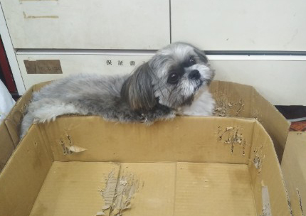 野田建設看板犬「モコ」