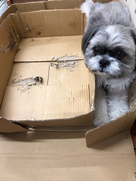 野田建設看板犬「モコ」
