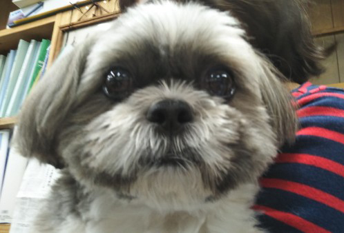moko.jpg