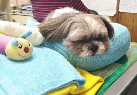 野田建設看板犬「モコ」