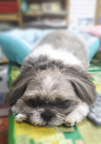 野田建設看板犬「モコ」