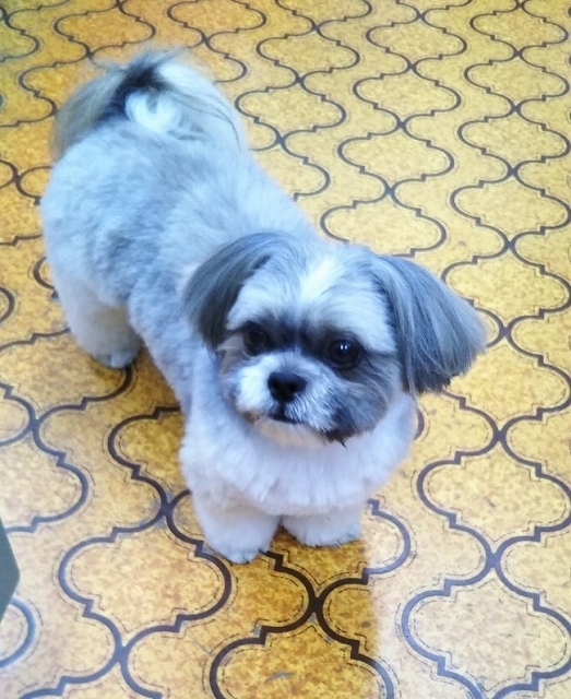 野田建設の看板犬モコ
