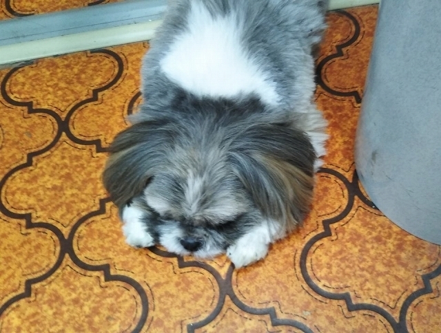 看板犬モコ