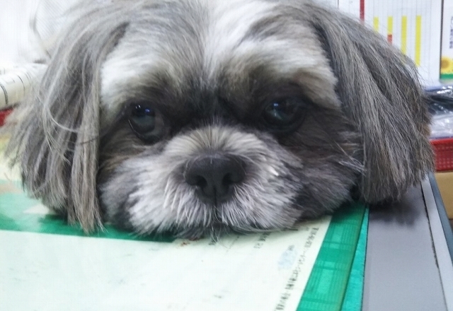 野田建設の看板犬モコ
