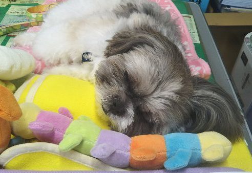野田建設看板犬「モコ」