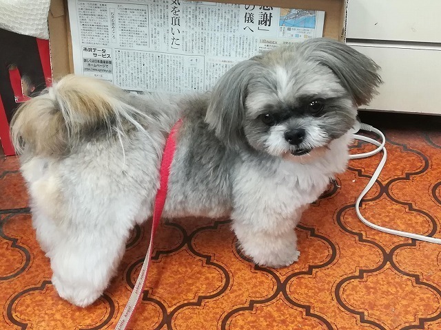 おしゃまなシーズー