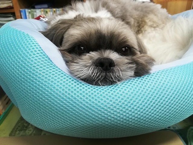 おねむシーズー
